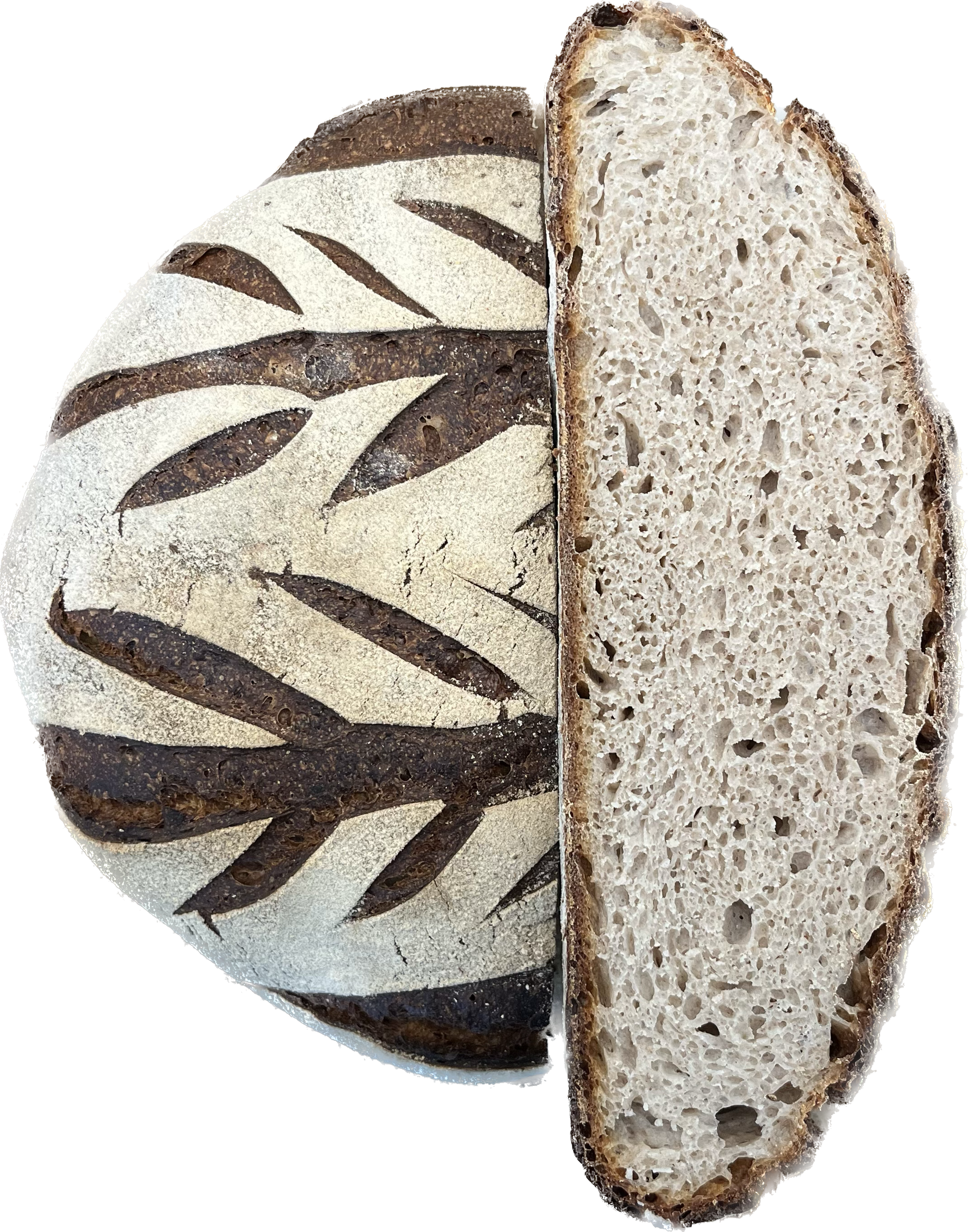 PANEUM 145 Bovete bröd