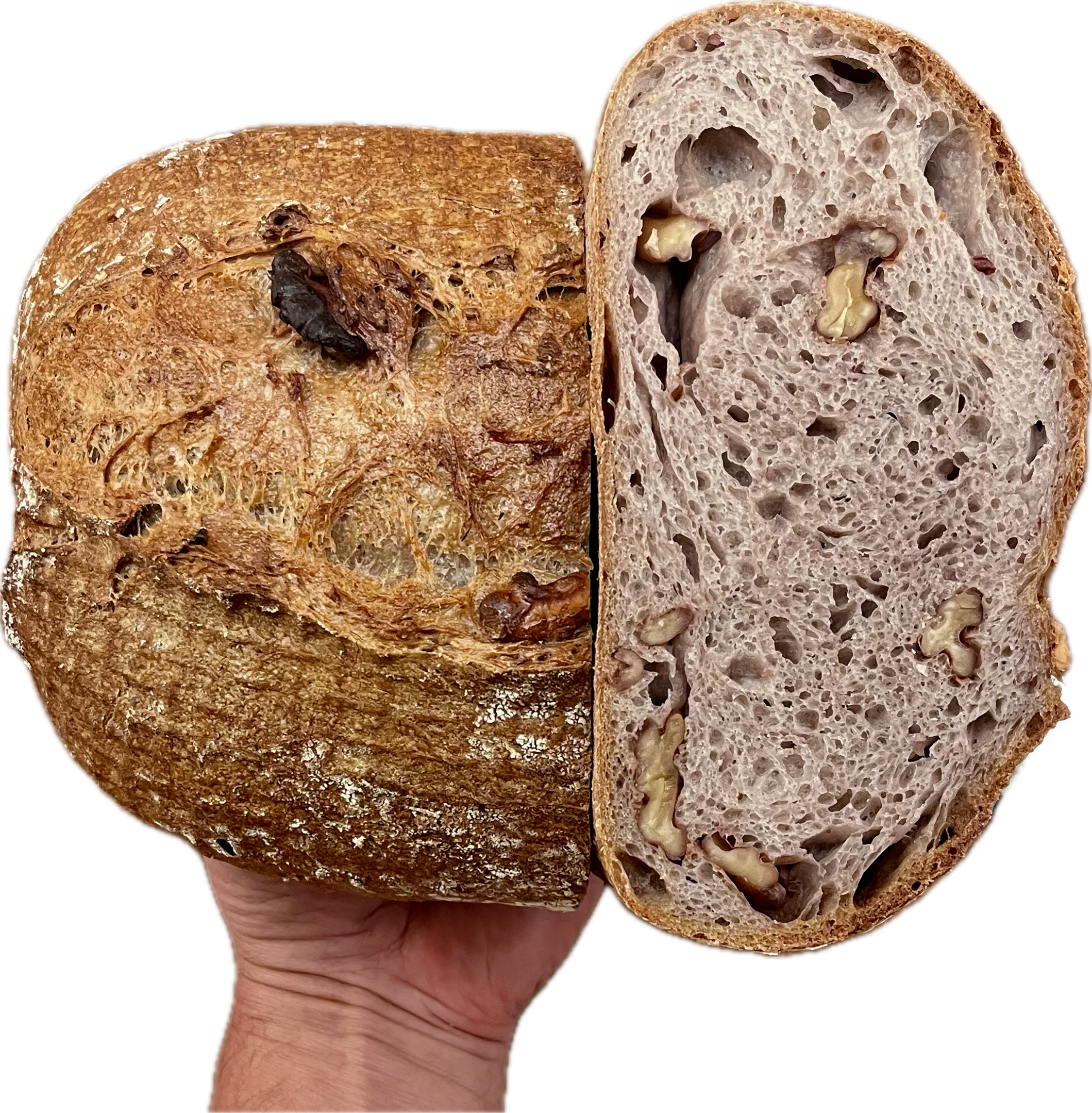 PANEUM 145 Lantbröd med valnötter